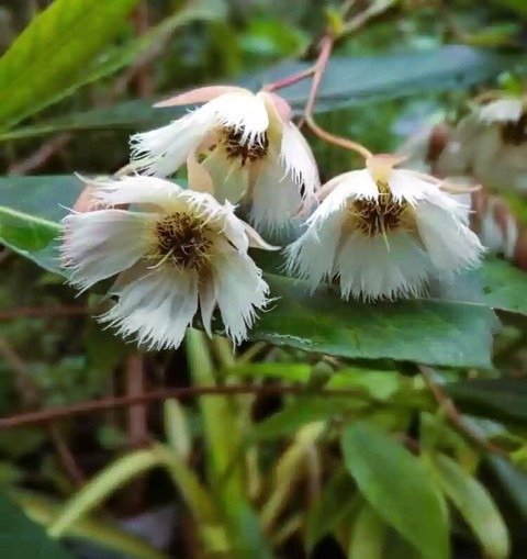 no perennial yes rudraksha 06 me.jpg