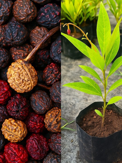 yes perennial no live rudraksha.jpg