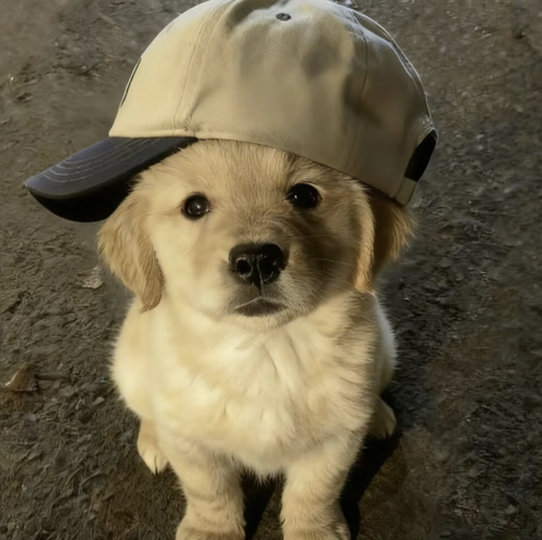 IMG 20251110 013512.png