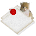 amigosblankbutton.gif