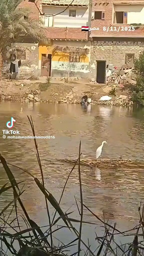 oFdMGvY4ls KuVOR.jpg