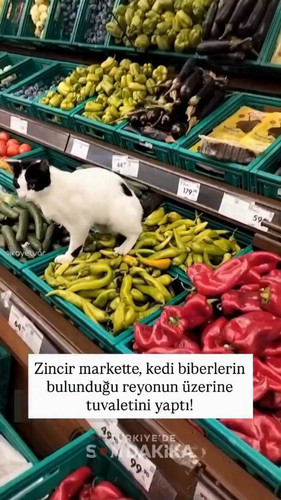 gnJxlwAKYb8nyT7R.jpg