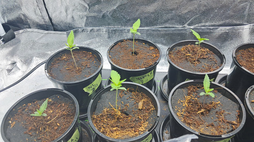 seedsss.1