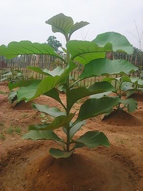 sagwan plants.jpg
