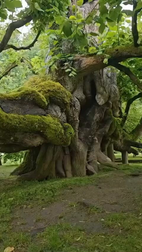 6CcCHlXO 0yUED s.jpg