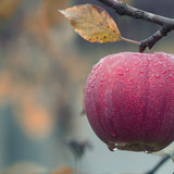 agriculture apple blur 257840