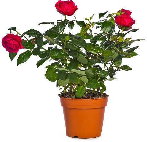 no perennial yes rose plant z49.jpg