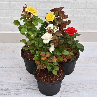 perennial no yes rose plant 1 ba.jpg