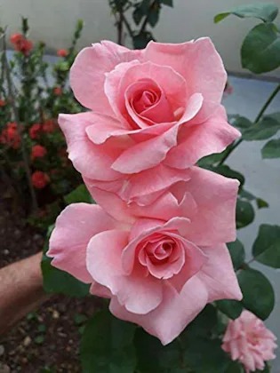 online plant bazar pink rose flo.jpg