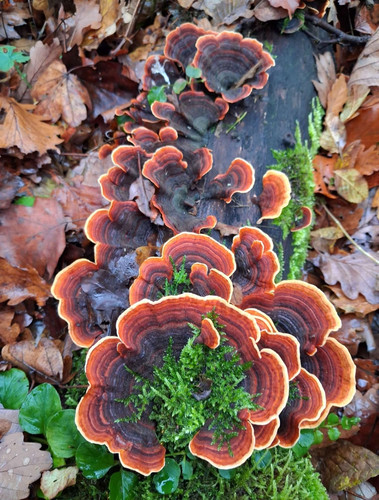 Screenshot 20251109 214308 WhatsApp.jpg