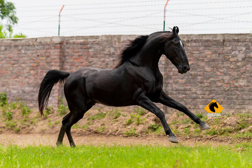 marw o. Paramveer2.jpg