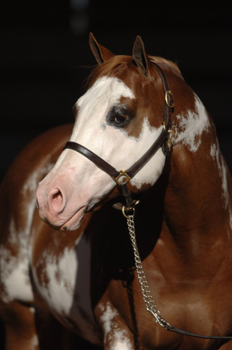 Image processed by CodeCarvings Piczard ### FREE Community Edition ### on 2014-03-04 17:45:35Z | htt.jpg