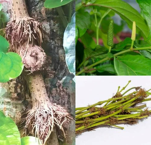 piper chaba choi jhal plant.jpg