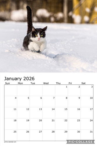 Black and white cats calendar p2.jpg