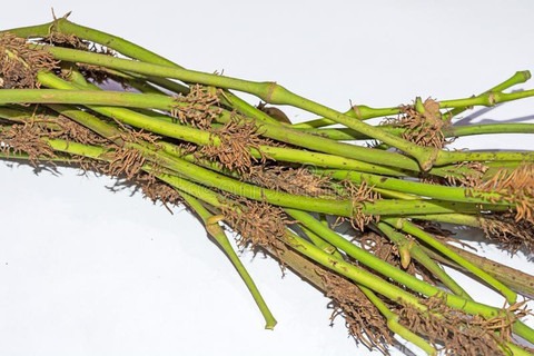 10 choi jhal plant ibains origin.jpg