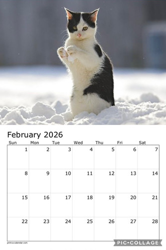 Black and white cats calendar p3.jpg