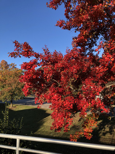 IMG 4490.jpg