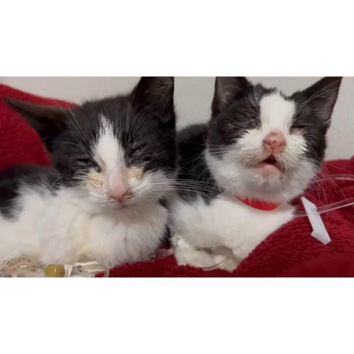 8rB AF2uMAbPKl78.jpg