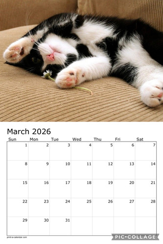 Black and white cats calendar p4.jpg