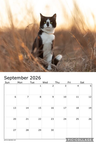 Black and white cats calendar p10.jpg
