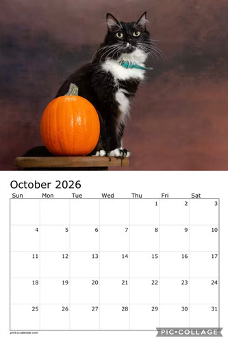 Black and white cats calendar p11.jpg