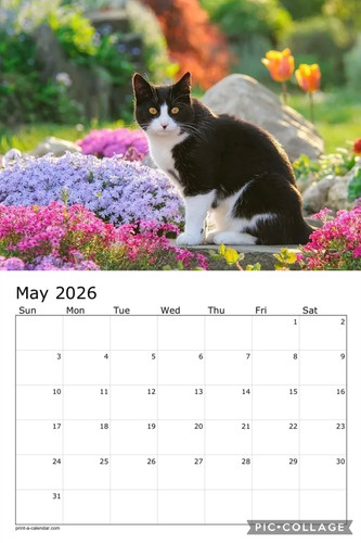 Black and white cats calendar p6.jpg