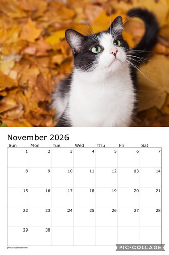 Black and white cats calendar p12.jpg