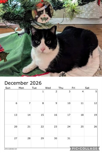 Black and white cats calendar p13.jpg