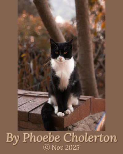 Black and white cats calendar p14.jpg