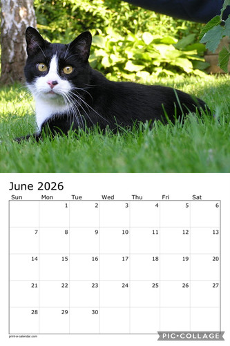 Black and white cats calendar p7.jpg
