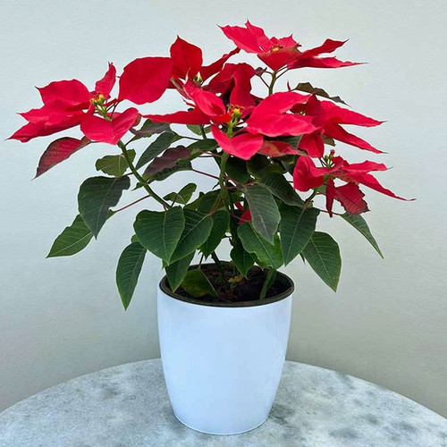 red poinsettia plant.jpg