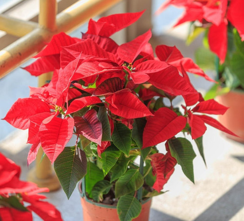 how to care for poinsettia 16668.jpg