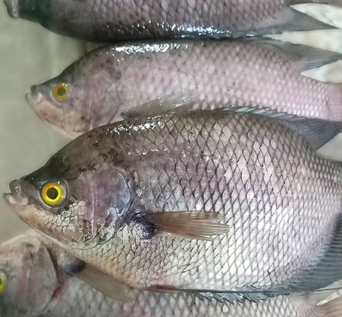 Focos 1762642746661~2.jpg