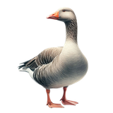 aigenbycaz downonthefarmanimal (24)