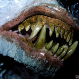 013 Azog on Warg