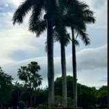 Landscaping Delray Beach.png