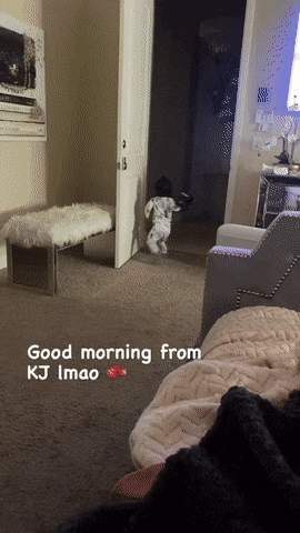 KcKUArP.gif