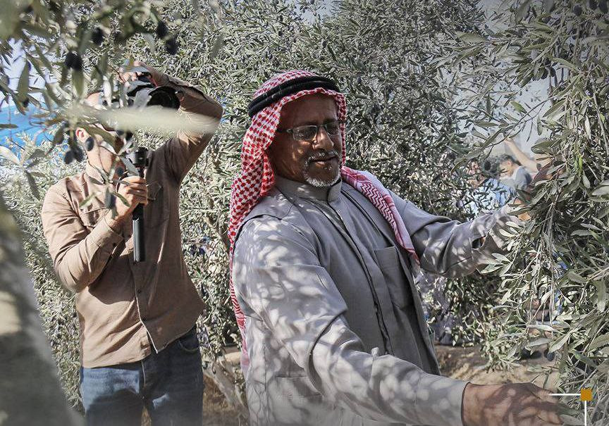 الموسم الأصعب في فلسطين بسبب اعتداءات المستوطنين المستمرة على المزارعين! وزارة الزراعة تُعلن عن بدأ موسم قطف الزيتون لهذا العام....