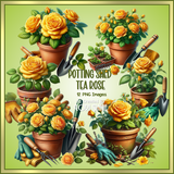 Potting Shed Tea Rose LR
