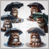Grumpy cat