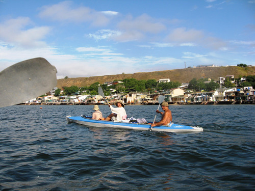 Курятники після Коблевого.jpg