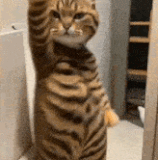 kedi slow dans.gif