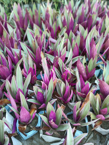 IMG 20250611 173903.jpg