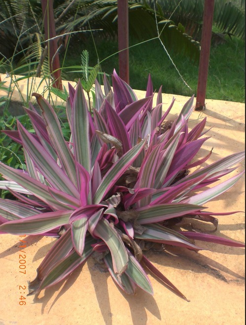 rhoeo spathacea.jpg
