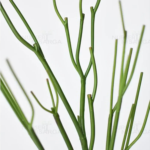 pencil cactus plant.jpg