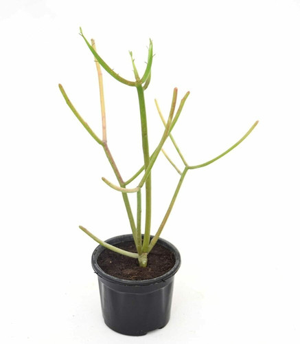 india gardening pencil cactus eu.jpg