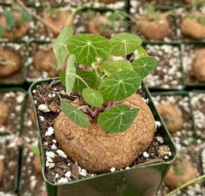 yes annual yes stephania erecta (1).jpg