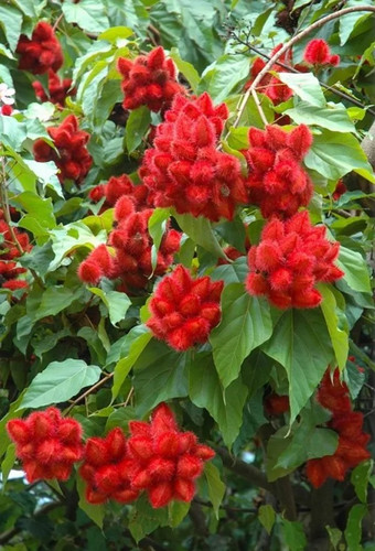 Highly Benefited Sindoor Plant F.jpg