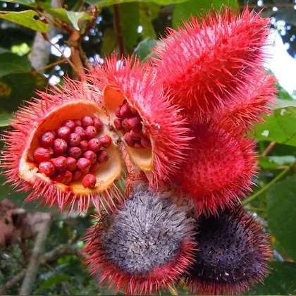 online plant bazar sindoor live.jpg