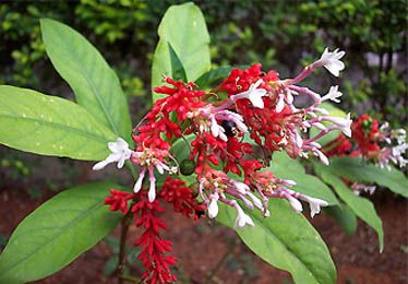 Sarpagandha Planet Rauwolfia serpentina Uses, Benefits & Side effects.jpg